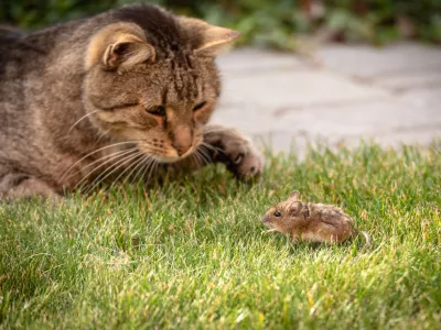 Cats are exceptional at hunting. / Photo: Istock