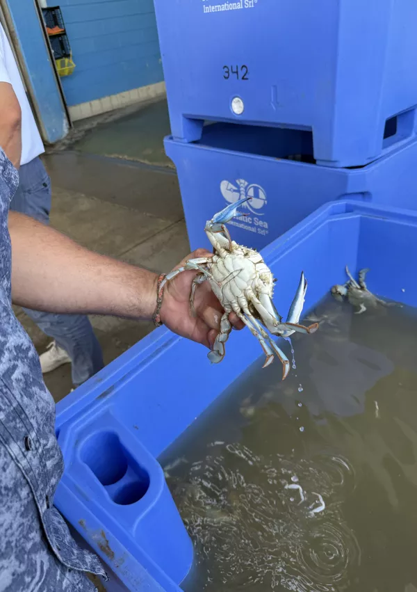 modra rakovica, Strunjan, Italija / Foto: Irena Fonda/yousea