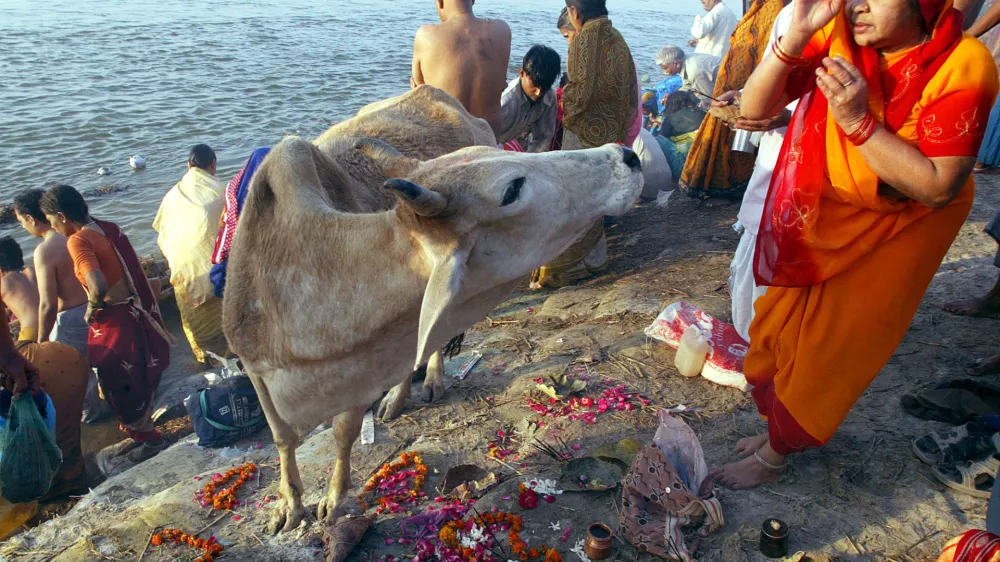 A Hindu devotee prays to a cow after taking a holy dip in the River Ganges in Allahabad, India, Friday, March 31, 2006. Hindus regard the cow as a sacred animal. (AP Photo/Rajesh Kumar Singh)