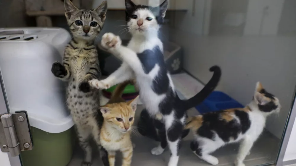 Število mačk, ki iščejo nov dom, močno poskočilo