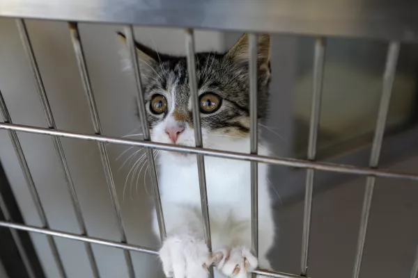 15.07.2025 - Zavetišče za zapuščene živali Ljubljana, GmajniceFoto: Luka Cjuha