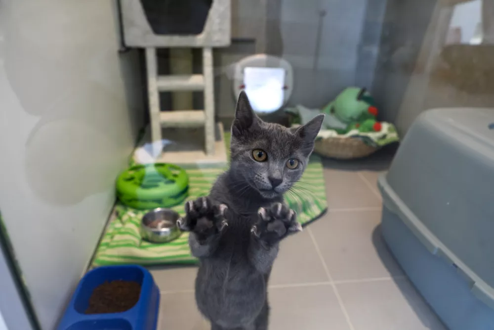 15.07.2025 - Zavetišče za zapuščene živali Ljubljana, GmajniceFoto: Luka Cjuha