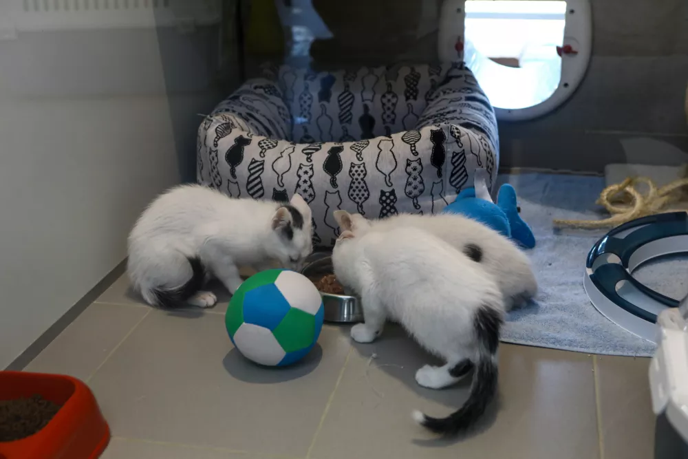 15.07.2025 - Zavetišče za zapuščene živali Ljubljana, GmajniceFoto: Luka Cjuha