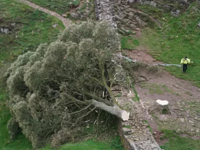 File photo dated 28/09/23 of people look at the tree at Sycamore Gap, next to Hadrian's Wall, in Northumberland which has come down overnight after being "deliberately felled". Daniel Graham, 39, and Adam Carruthers, 32, have been found guilty at Newcastle Crown Court of cutting down the Sycamore Gap tree in Northumberland. Issue date: Friday May 9, 2025.,Image: 997017225, License: Rights-managed, Restrictions: FILE PHOTO, Model Release: noFoto: Profimedia