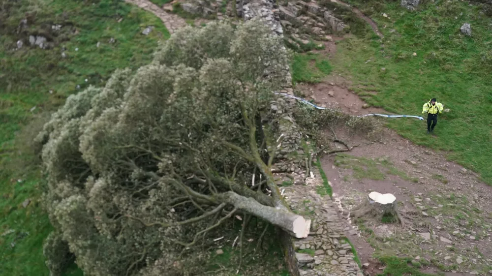 File photo dated 28/09/23 of people look at the tree at Sycamore Gap, next to Hadrian's Wall, in Northumberland which has come down overnight after being "deliberately felled". Daniel Graham, 39, and Adam Carruthers, 32, have been found guilty at Newcastle Crown Court of cutting down the Sycamore Gap tree in Northumberland. Issue date: Friday May 9, 2025.,Image: 997017225, License: Rights-managed, Restrictions: FILE PHOTO, Model Release: noFoto: Profimedia