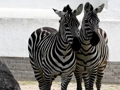 FILED - 27 May 2024, Berlin: Two zebras walk through an enclosure at Zoo Berlin. German officers have turned back a van trying to enter via the Dutch border suspected of illegally transporting exotic animals including zebras and monkeys, police said on Monday. Photo: Alina Schmidt/dpa