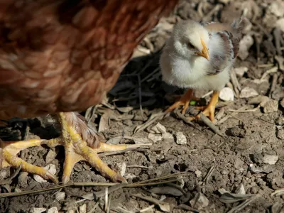 piščanec in kokoš