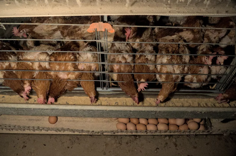 Ljubljana.Skrivaj narejeni posnetki z ene izmed slovenskih farm kokosi nesnic.Drustvo AETP, ki je lani zagnalo kampanjo Slovenija proti kletkam za opustitev reje kokosi nesnic in svinj v kletkah, po objavi novih skritih posnetkov grozljivih razmer v baterijski reji kokosi znova poziva k njeni prepovedi. Baterijska reja zivalim povzroca trpljenje, zato pristojne pozivajo, naj jo po zgledu nekaterih evropskih drzav prepovejo.Foto: Drustvo AETP