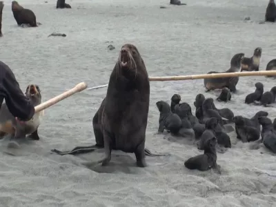 ﻿Kamčatka - zdravilo proti sovraštvuKAMCHATKA: THE CURE FOR HATREDruska dokumentarna oddaja, 2014