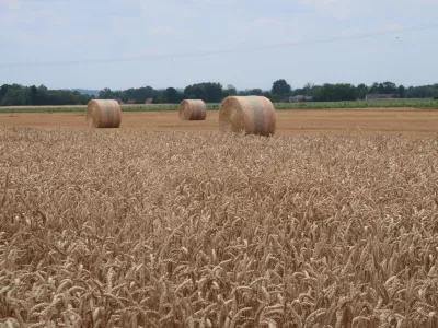 kmetijstvo, polje, pšenica. Foto: Tatjana Pihlar 