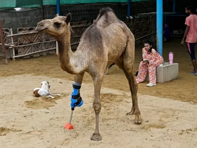 This photograph taken on July 19, 2025 shows Cammie, an amputee camel walking with a prosthetic leg at the CDRS (Comprehensive Disaster Response Services) Benji animal welfare project shelter house in Karachi. Cammie, a young camel whose front limb was brutally chopped off by a landlord in Pakistan's southern province of Sindh, left her caregivers emotional as she walked for the first time with a prosthetic leg.,Image: 1023869682, License: Rights-managed, Restrictions: To go with 'Pakistan-Animal' FOCUS by Sameer MANDHRO, Model Release: noFoto: Profimedia