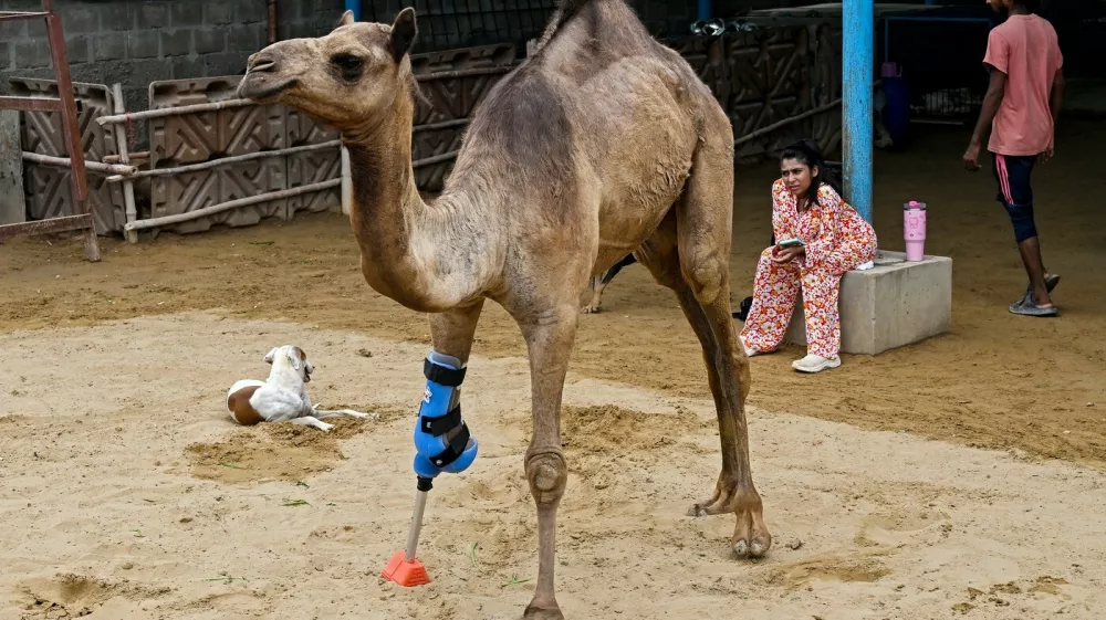 This photograph taken on July 19, 2025 shows Cammie, an amputee camel walking with a prosthetic leg at the CDRS (Comprehensive Disaster Response Services) Benji animal welfare project shelter house in Karachi. Cammie, a young camel whose front limb was brutally chopped off by a landlord in Pakistan's southern province of Sindh, left her caregivers emotional as she walked for the first time with a prosthetic leg.,Image: 1023869682, License: Rights-managed, Restrictions: To go with 'Pakistan-Animal' FOCUS by Sameer MANDHRO, Model Release: noFoto: Profimedia