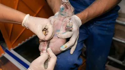 Kastriranje pujskov na živo. Foto: društvo AETP