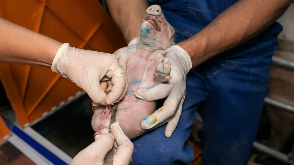 Kastriranje pujskov na živo. Foto: društvo AETP