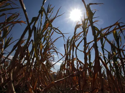 posušena koruza - koruzno polje - kmetijsko zemljišče - Vipavska dolina 2012 - suša      //FOTO: Jaka Gasar / Foto: Jaka Gasar