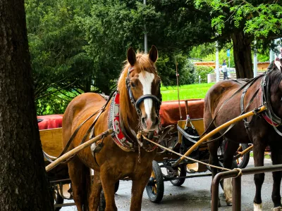 Blejski fijakarji pod drobnogledom: Inšpekcija za enega konja izdala prepoved dela zaradi shujšanosti
