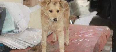 zivali zavetisce zascita