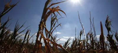 posušena koruza - koruzno polje - kmetijsko zemljišče - Vipavska dolina 2012 - suša      //FOTO: Jaka Gasar