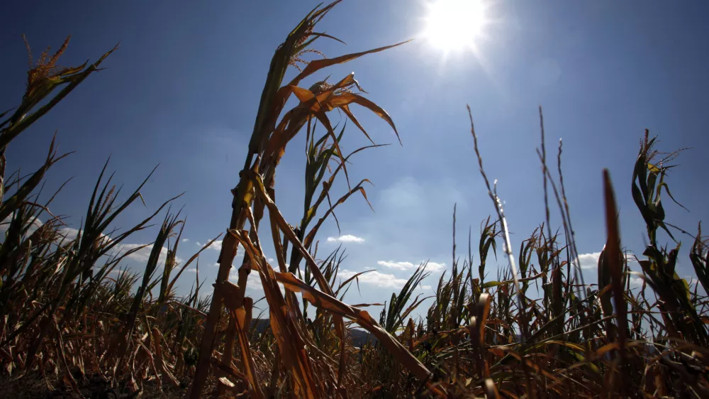 posušena koruza - koruzno polje - kmetijsko zemljišče - Vipavska dolina 2012 - suša      //FOTO: Jaka Gasar