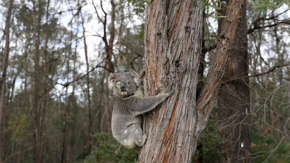 ﻿FILE PHOTO: A rescued koala named Ernie climbs up a tree as he is released back into his natural habitat, following medical treatment for chlamydia, where he had to have one of his eyes removed, in Grose Vale, Sydney, Australia, July 25, 2020. REUTERS/Loren Elliott   SEARCH "KOALAS ELLIOTT" FOR THIS STORY. SEARCH "WIDER IMAGE" FOR ALL STORIES/File Photo