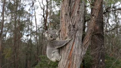 ﻿FILE PHOTO: A rescued koala named Ernie climbs up a tree as he is released back into his natural habitat, following medical treatment for chlamydia, where he had to have one of his eyes removed, in Grose Vale, Sydney, Australia, July 25, 2020. REUTERS/Loren Elliott   SEARCH "KOALAS ELLIOTT" FOR THIS STORY. SEARCH "WIDER IMAGE" FOR ALL STORIES/File Photo