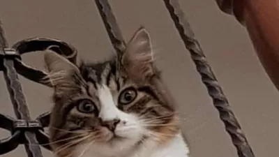 K9 iskanje pogrešanih - Slovenija 