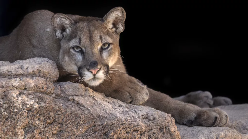 ﻿Mountain Lion posing in his den.