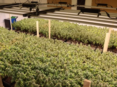 Konoplja, marihuana, zaseg konoplje, prostor za gojenje.15. 4. 2025PU Novo mesto