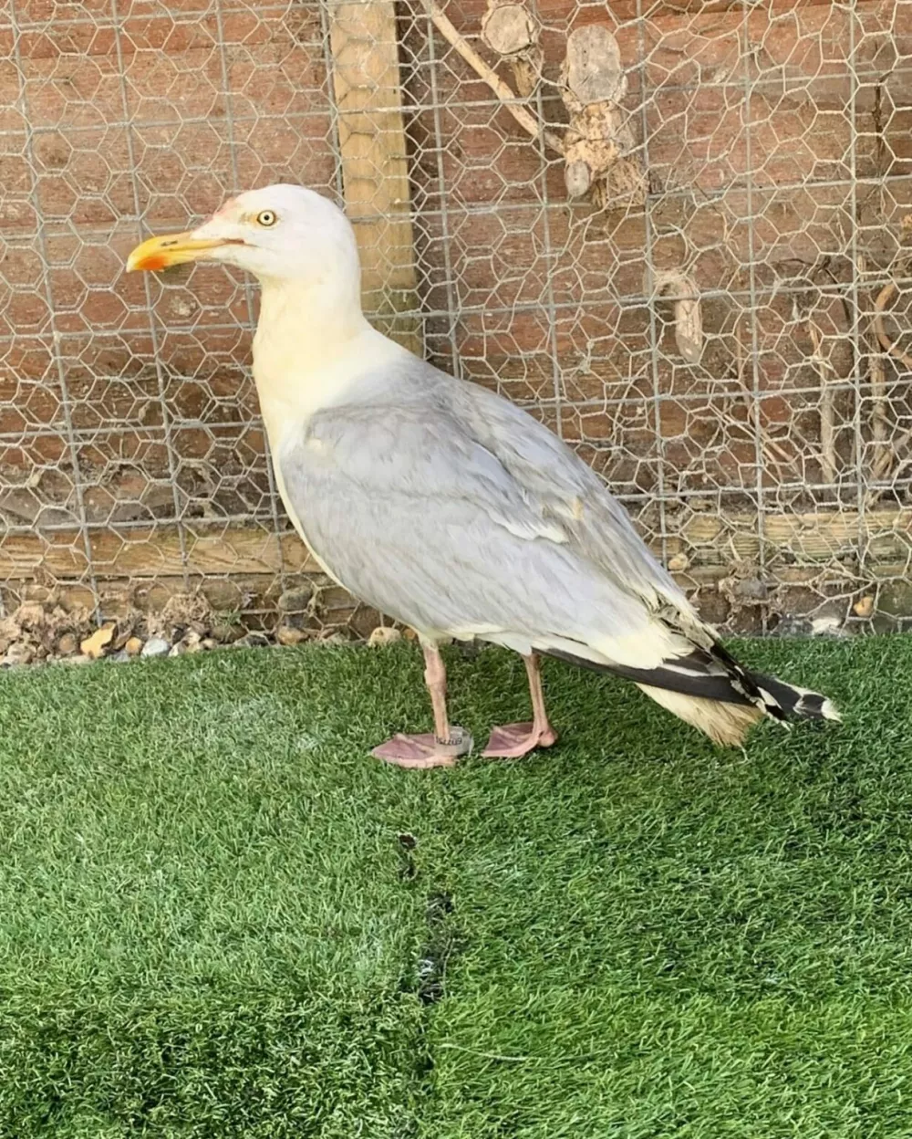 Foto: FB/– Tiggywinkles