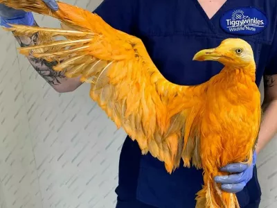 Foto: FB/– Tiggywinkles