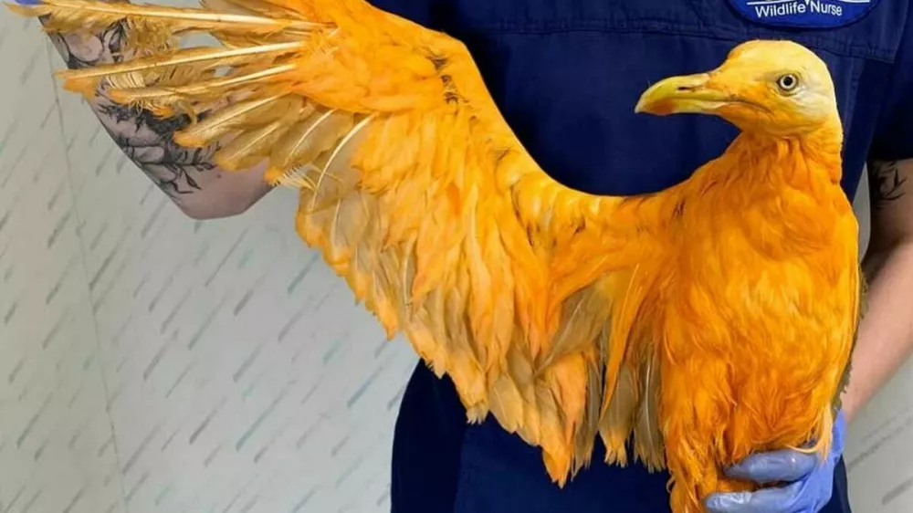 Foto: FB/– Tiggywinkles