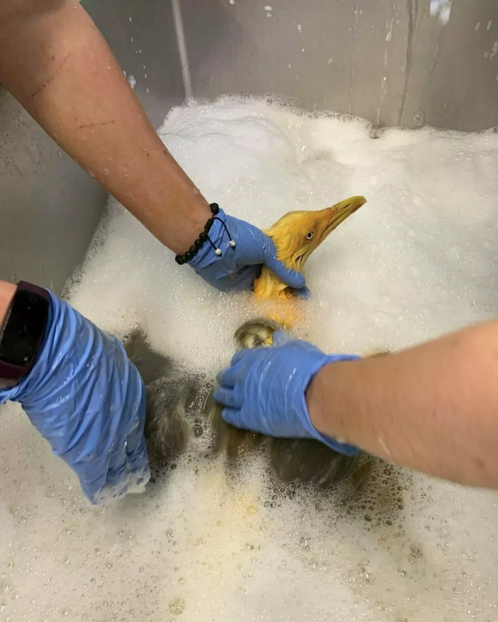 Foto: FB/– Tiggywinkles