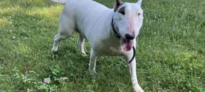 psička Madona, bulterierka. Foto:  fb AniMa - Animals Matter