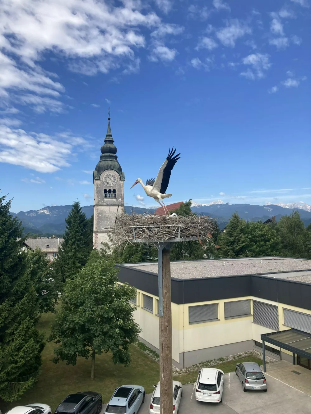 štorklje gnezdo Lesce