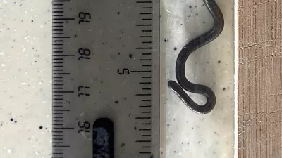 This photo provided by Re:wild shows the Barbados threadsnake next to a ruler, in the Scotland District of St. Andrew, Barbados, Thursday, March 20, 2025. (Connor Blades/Re:wild via AP)