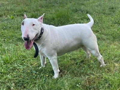 Zavetišče za živali Maribor, psička Madona. Foto: Ani-Ma – Animals Matter 