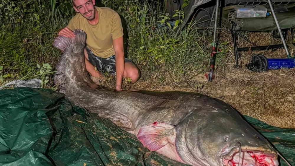 Ribič Klemen Berce je v Vipavi ulovil skoraj 2,5 metra velikega soma. 