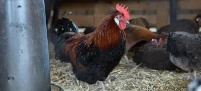 Gornja Radgona.Mednarodni kmetijsko-zivilski sejem Agra.Stajerska kokos.