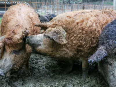 ﻿02.11.2016. ČrničeReportaža o Vipavski doliniTuristična kmetija CigojPrašiči sorta mangolica//foto: Bojan VelikonjaOPOMBA: ZA OBJAVO V OBJEKTIVU!! / Foto: Bojan Velikonja