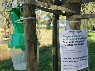 Ugotavljanje prisotnosti japonskega hrošča