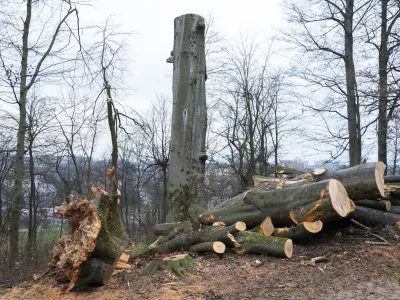 - 27.02.2024 – Krajinski park Tivoli – sečnja oslabljenih in bolnih dreves na območju Podrožniške poti v Krajinskem parku Tivoli, Rožnik in Šišenski hrib //FOTO: Nik Erik Neubauer