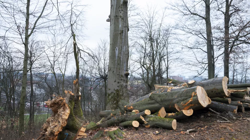 - 27.02.2024 – Krajinski park Tivoli – sečnja oslabljenih in bolnih dreves na območju Podrožniške poti v Krajinskem parku Tivoli, Rožnik in Šišenski hrib //FOTO: Nik Erik Neubauer