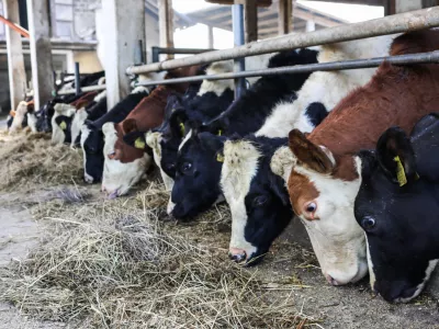 - 17.10.2022 – Kmetija Sajevic, govedoreja,Luže 21, Visoko pri Kranju //FOTO: Bojan Velikonja