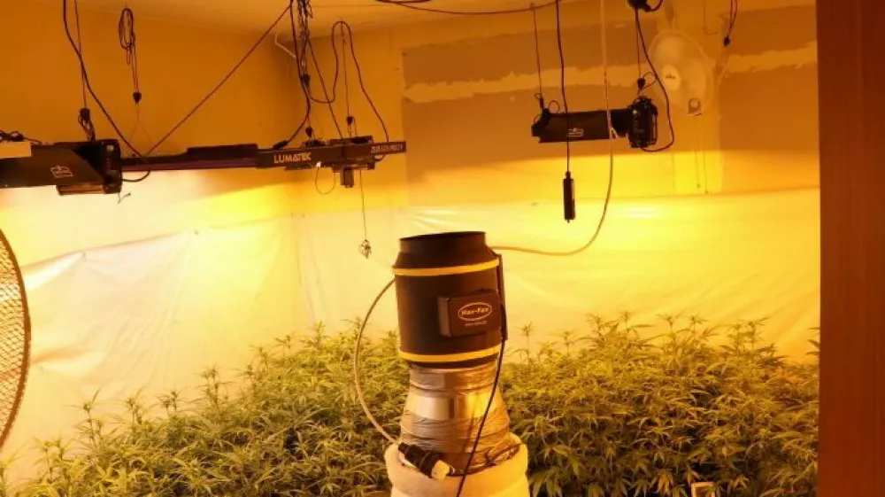 Doma prirejen prostor za gojenje konoplje. 