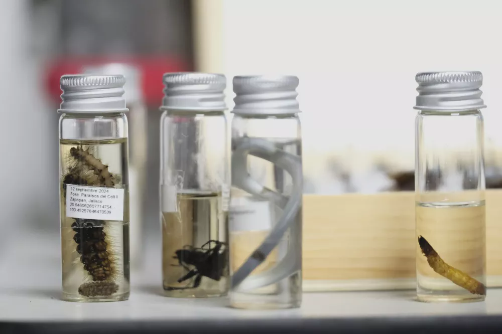 Crawling creatures collected from clandestine graves are preserved in jars for study as part of a research project aimed at helping locate missing people, in Guadalajara, Mexico, Friday, July 11, 2025. (AP Photo/Alejandra Leyva)