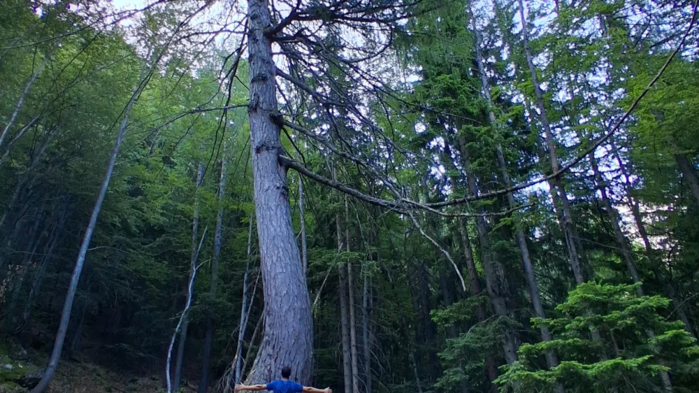 Najdebelejši macesen pod Krofičko / Foto: Katja Petrovec 
