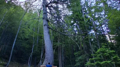 Najdebelejši macesen pod Krofičko / Foto: Katja Petrovec 