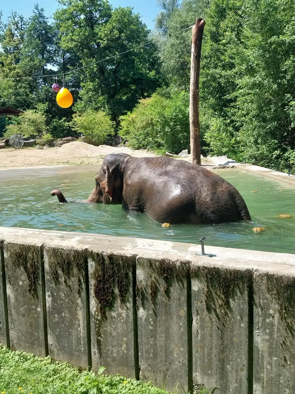 Slonica Ganga - bazen - Živalski vrt Ljubljana