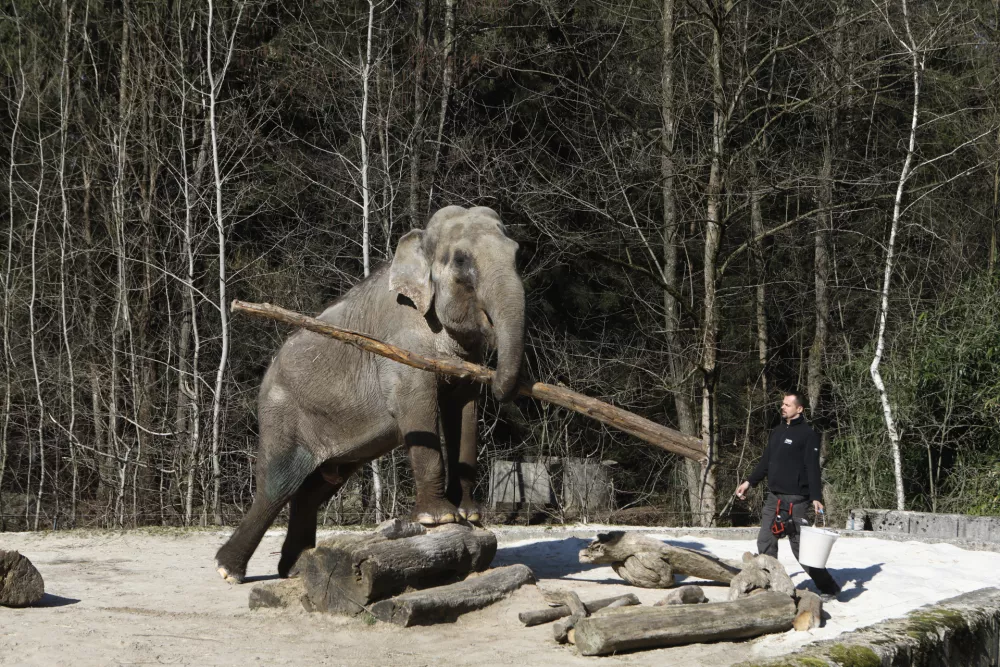 ﻿slon- 03.03.2022 - Živalski vrt ZOO Ljubljana - //FOTO: Luka Cjuha.