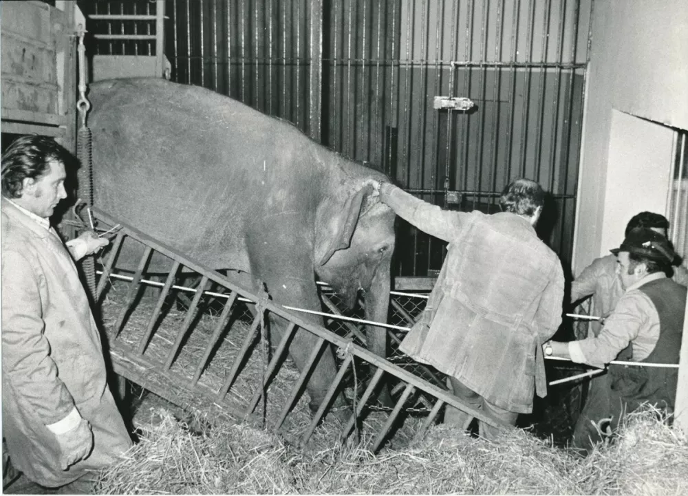 Ganga slaba dva meseca po prihodu v ljubljanski živalski vrt.